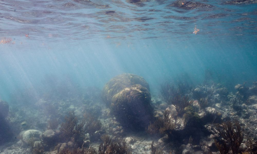 Tulum Coral Reef 