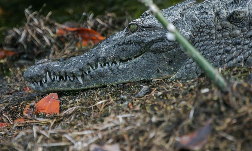 Tulum Crocodile 