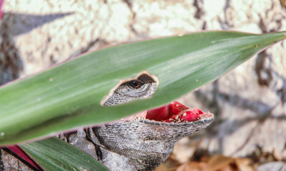 Tulum Fauna Iguana 